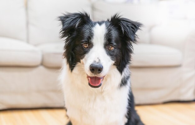 写真 家にいる犬の肖像画