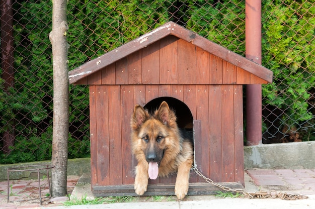 写真 木製のフェンスに囲まれた犬の肖像画