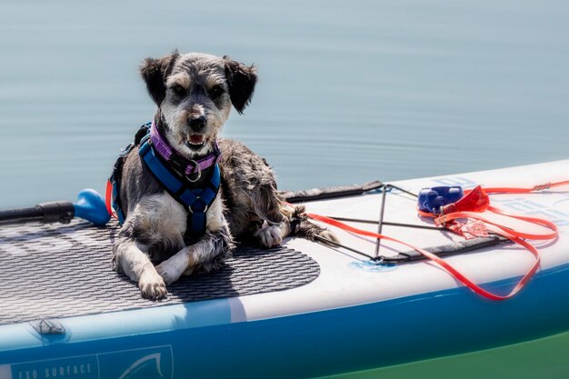 Фото Портрет собаки в лодке
