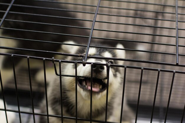 写真 ⁇ にいる犬の肖像画