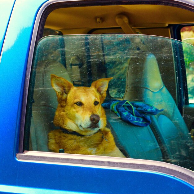 写真 車の中の犬の肖像画