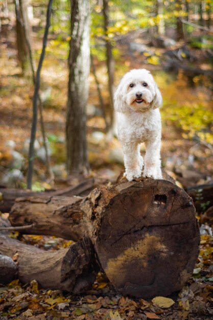 写真 森の犬の肖像画