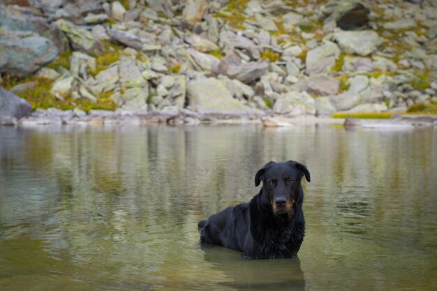 写真 湖の中の犬の肖像画