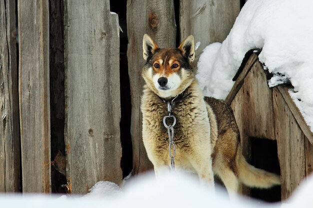 写真 雪の中の犬の肖像画