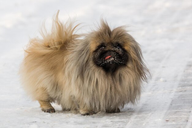 写真 雪の中の犬の肖像画