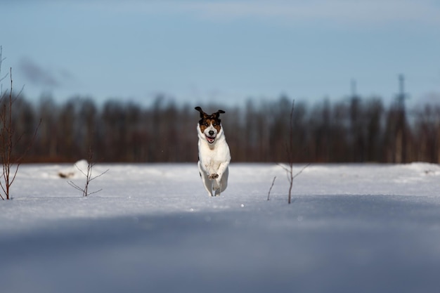 写真 雪の中の犬の肖像画