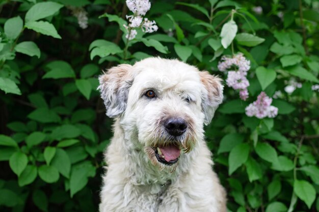 写真 春の花の中の犬の肖像画