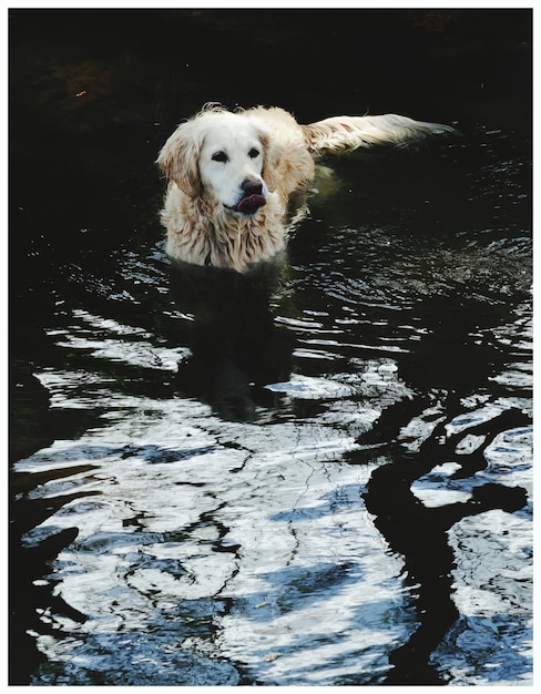 写真 水中の犬の肖像画