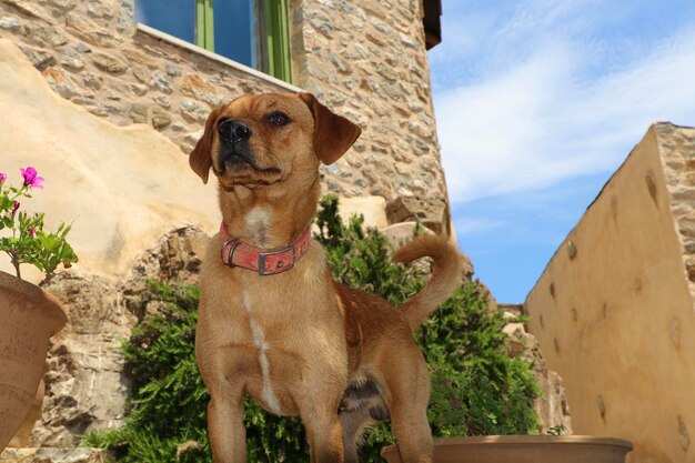 写真 空に向かってカメラを見ている犬の肖像画