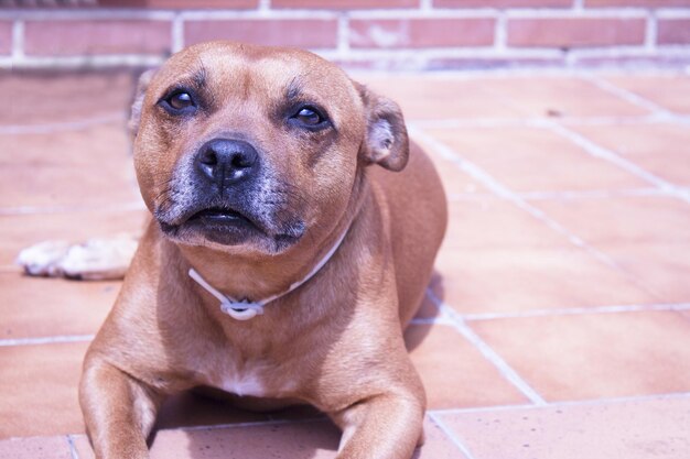 写真 カメラを見ている犬の肖像画