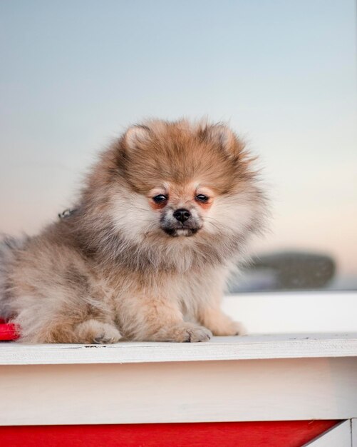 写真 遠くを見回す犬の肖像画