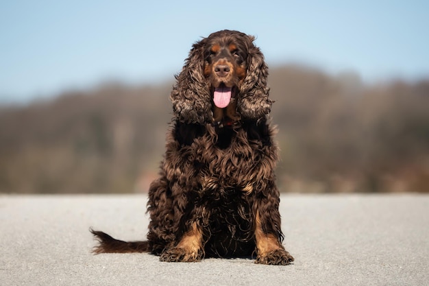 写真 遠くを見回す犬の肖像画