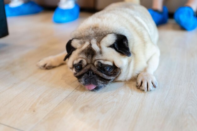 写真 床に横たわっている犬の肖像画