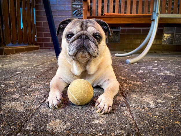 写真 床に横たわっている犬の肖像画