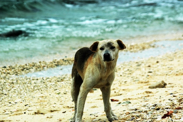 写真 ビーチの犬の肖像画