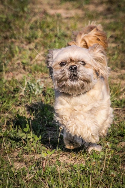 写真 野原での犬の肖像画