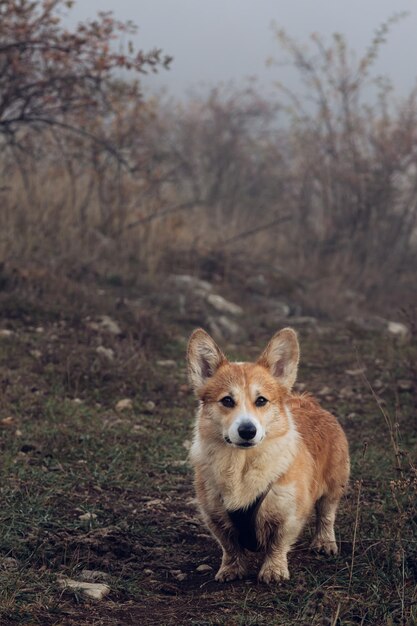 사진 에 있는 개 의 초상화