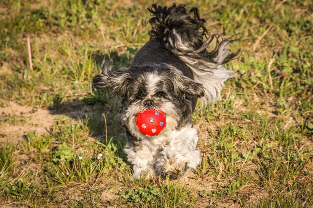 写真 フィールドの犬の肖像画