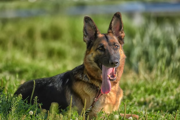 写真 フィールドの犬の肖像画