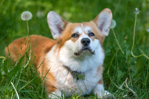 写真 フィールドの犬の肖像画