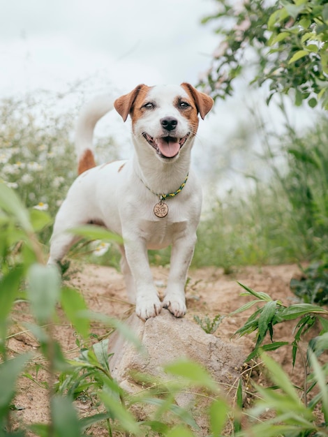 Фото Портрет собаки на поле