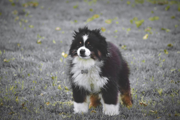 写真 野原での犬の肖像画