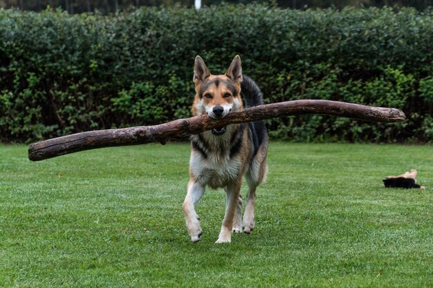 写真 フィールドの犬の肖像画