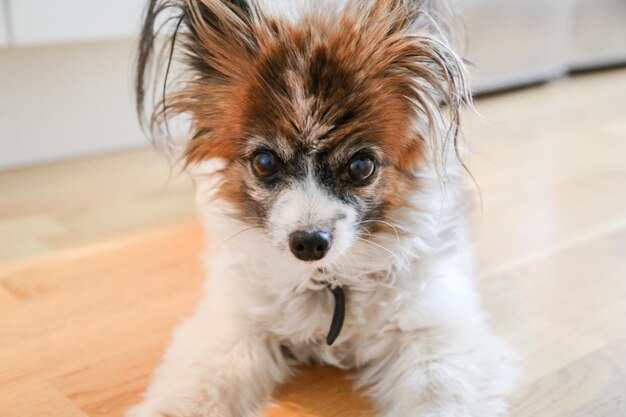 写真 家の床に描かれた犬の肖像画