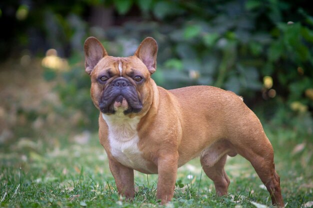 写真 草の上にある犬の肖像画