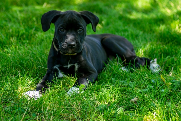 Фото Портрет собаки на траве