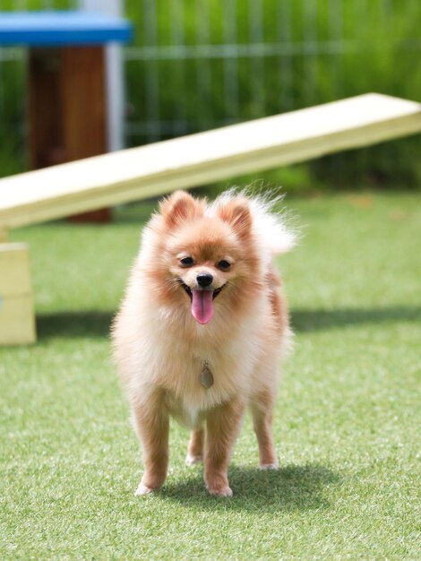 写真 草の上にある犬の肖像画