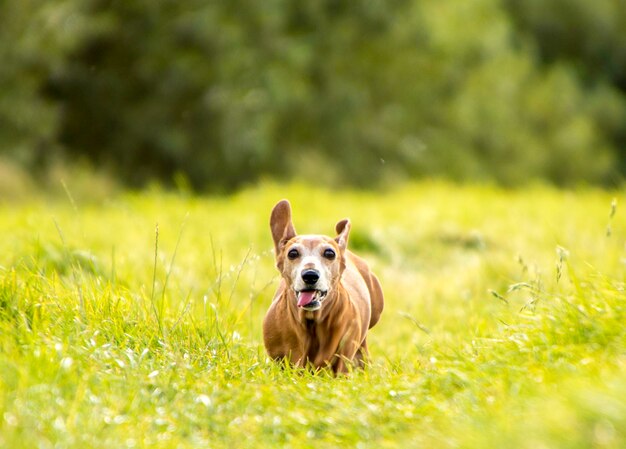 写真 草原の犬の肖像画