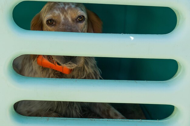 写真 座席の上の犬の肖像画