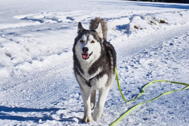 写真 雪に覆われた畑の犬の肖像画