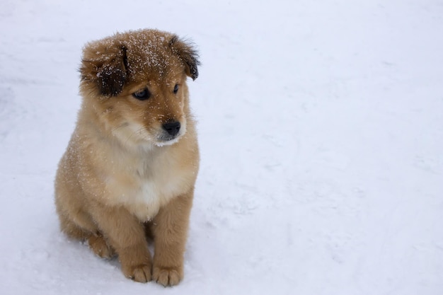 写真 雪に覆われた土地の犬の肖像画