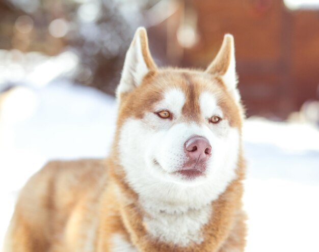 写真 雪上の犬の肖像画