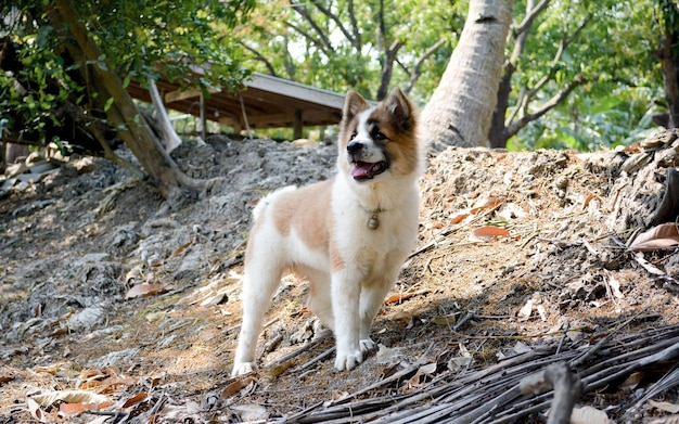 写真 木の上の犬の肖像画