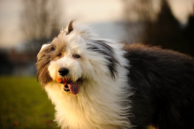 写真 屋外での犬の肖像画