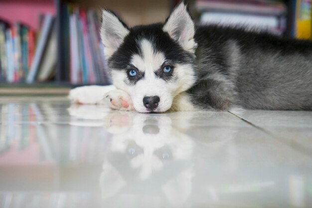 写真 家でリラックスしている犬の肖像画