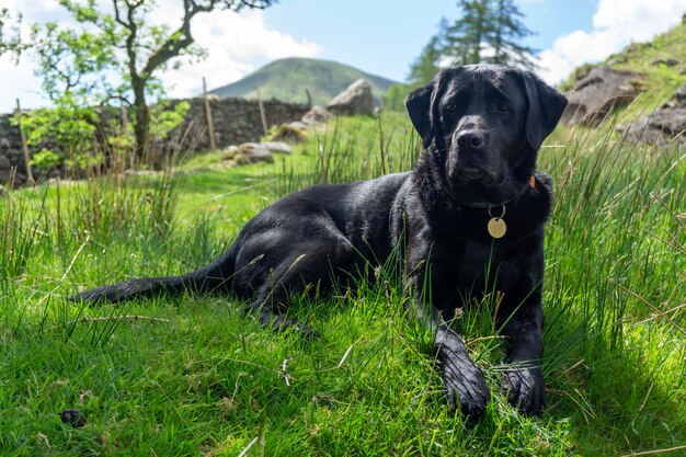 写真 野原でリラックスしている犬の肖像画