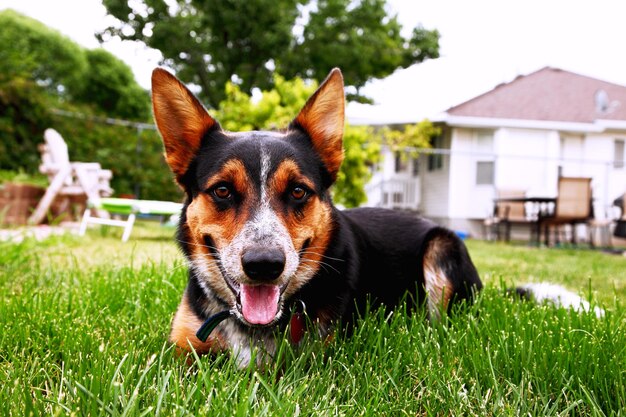 Фото Портрет собаки, отдыхающей на травяном поле
