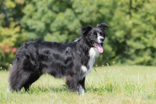 写真 野原で走っている犬の肖像画