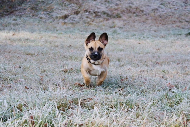 写真 野原で走っている犬の肖像画