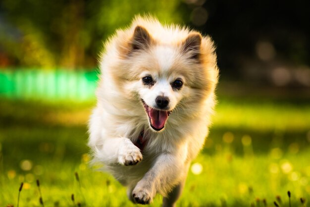 写真 野原で走っている犬の肖像画