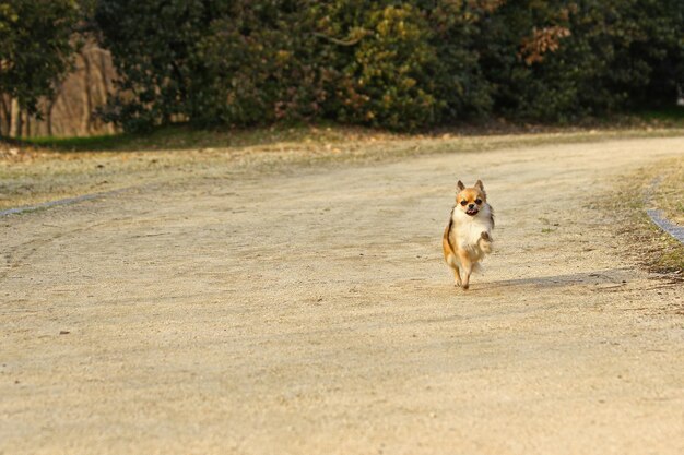 写真 通りに走っている犬の肖像画