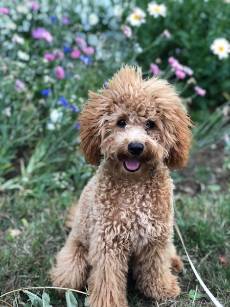 写真 フィールドに座っている犬の肖像画