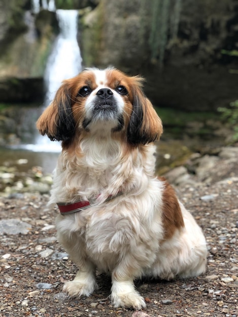 写真 畑に座っている犬の肖像画