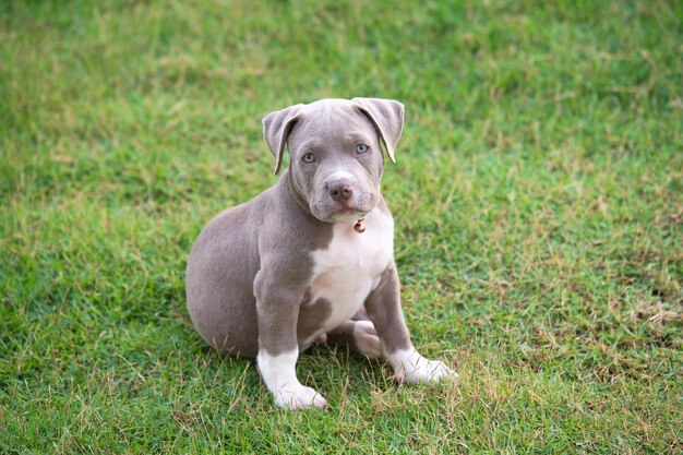 写真 フィールドに座っている犬の肖像画