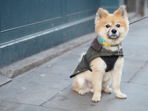 写真 歩道に座っている犬の肖像画