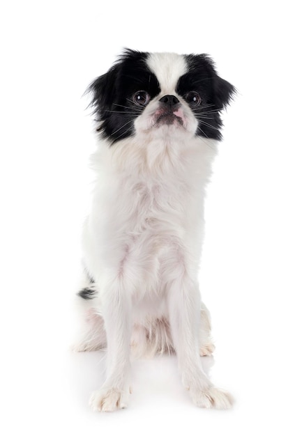 写真 白い背景に座っている犬の肖像画